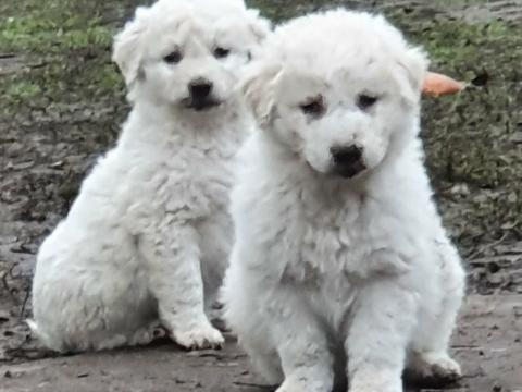 Kuvasz kölykök gazdát keresnek