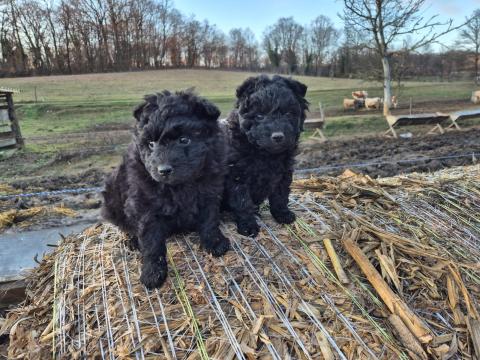 Mudi kiskutyák ingyen elvihetők