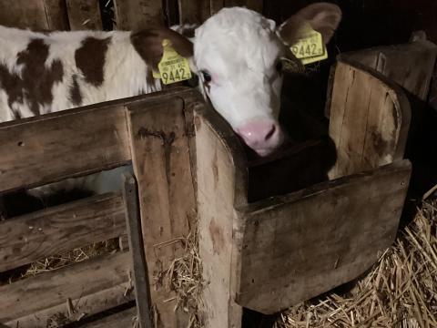 10 napos húshasznú bikaborjú eladó Cegléden