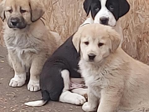 Közép-ázsiai kiskutya eladó