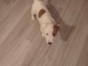 Jack Russell Terrier 