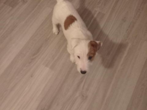 Jack Russell Terrier 