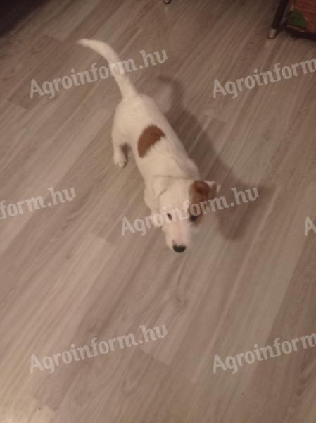 Jack Russell Terrier 