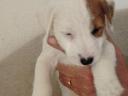 Jack Russell Terrier 