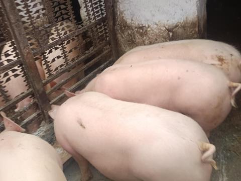 Eladó hízók, akár vágva is