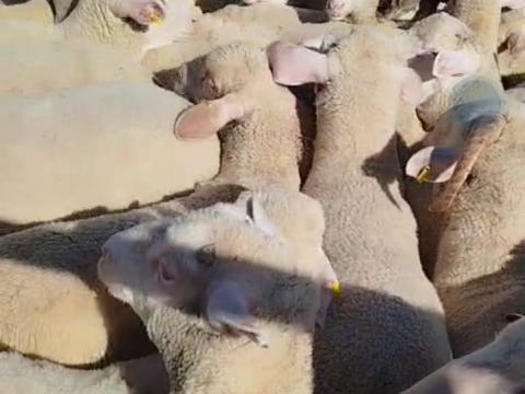 Live Merino Sheep Wanted for Meat Production