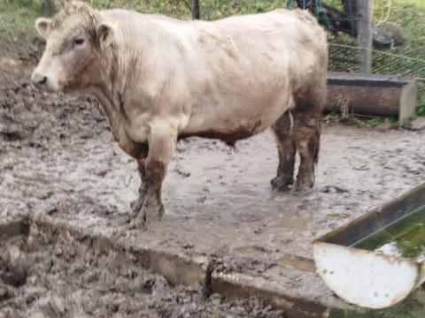 Murray grey tenyészbika