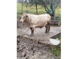 Murray grey tenyészbika