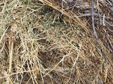 Széna és lucerna Széna és lucerna