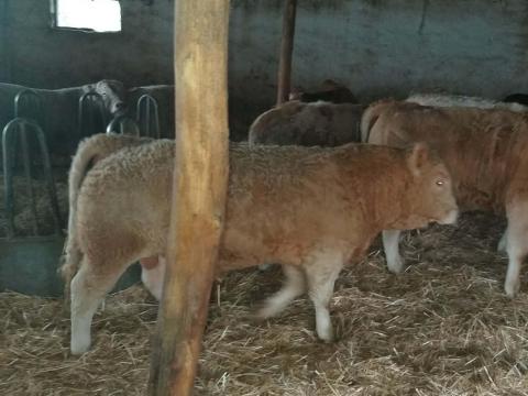 33 db növendék borjú eladó – hús típusú üszők és bikák