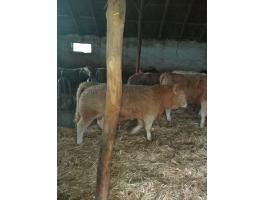 33 db növendék borjú eladó – hús típusú üszők és bikák