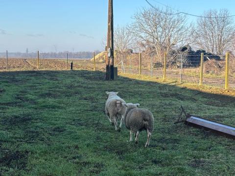 Texel tenyész kos és 1 db tenyész jerke