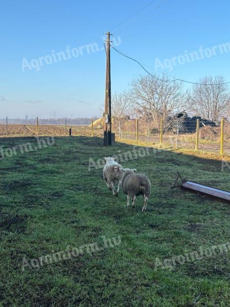 Texel tenyész kos és 1 db tenyész jerke