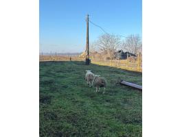 Texel tenyész kos és 1 db tenyész jerke