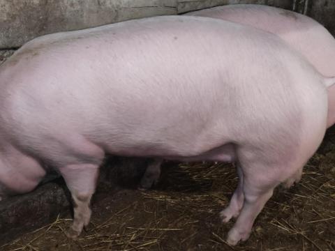 Eladó hússertés (fiatal hízó) Békés megyében