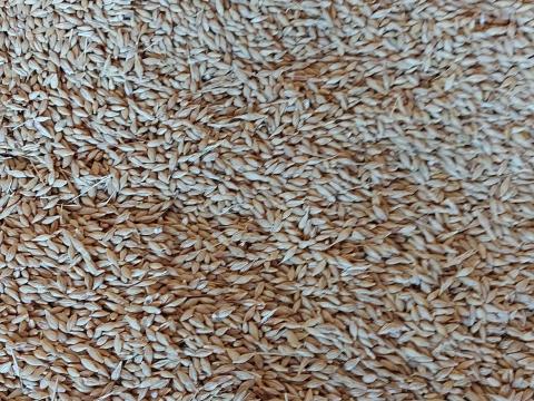 Búza, kukorica, árpa eladó