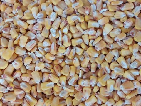 Búza, kukorica eladó