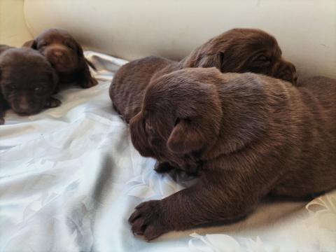 Labrador retriever fajtatiszta jellegű kiskutyák ingyen örökbe fogadhatók