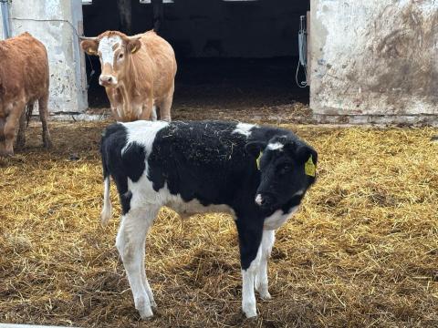 1 db holsten fríz borjó