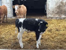 1 db holsten fríz borjó