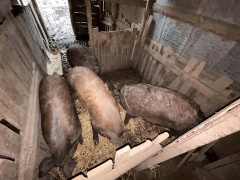 Mangalica-durok keverék hizók eladók