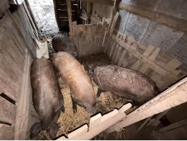 Mangalica-durok keverék hizók eladók