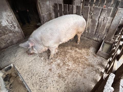 Koca eladó – háromszor fialt sertés