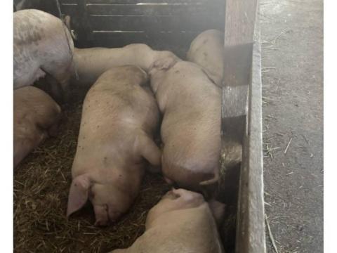 Eladó Turcsi hízók