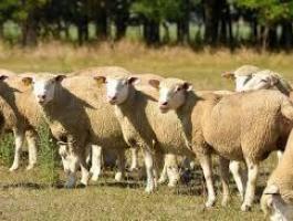 Eladó vágó juhok, 10 egyed, 800 Ft/kg