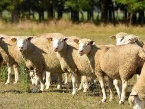 Eladó vágó juhok, 10 egyed, 850 Ft/kg