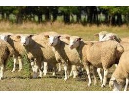Eladó vágó juhok, 10 egyed, 850 Ft/kg