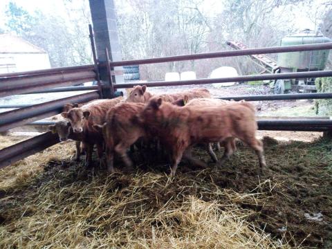 Eladó húsmarhák: szarvasmarha, bika és üsző