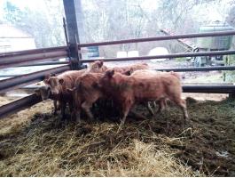 Eladó húsmarhák: szarvasmarha, bika és üsző