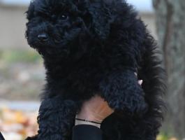 Törzskönyvezett Puli kölyök