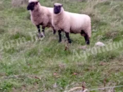 1 db Shropshire fajtatiszta kos eladó