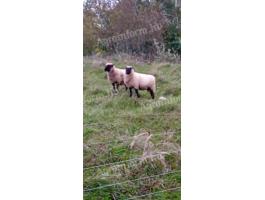 2 db Shropshire fajtatiszta kos eladó