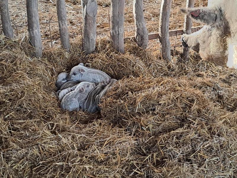Szőke mangalica malacok eladók, regisztrált tenyészetből