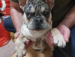 Francia bulldog jellegű kölyök