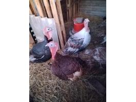 Idei kelésű parlagi pulyka,  liba eladó