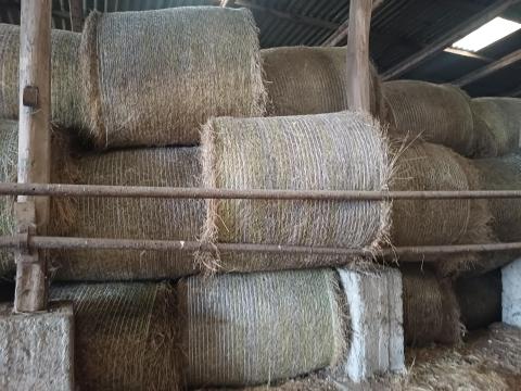 Széna pajtában tárolt