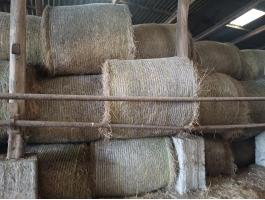 Széna pajtában tárolt