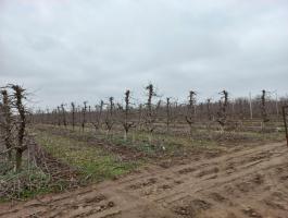 Metszést vállalunk kisebb és nagyobb területeken