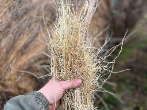 Eladó 160-as idei széna szállítással