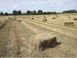 Réti széna kis bála eladó