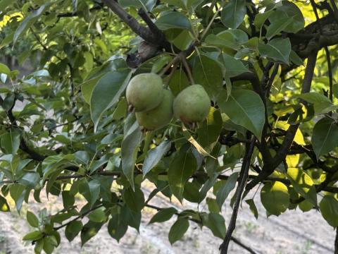 Eladó termő körtés ültetvény