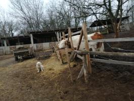 Ingyen elvihető kuvasz jellegű kiskutyák