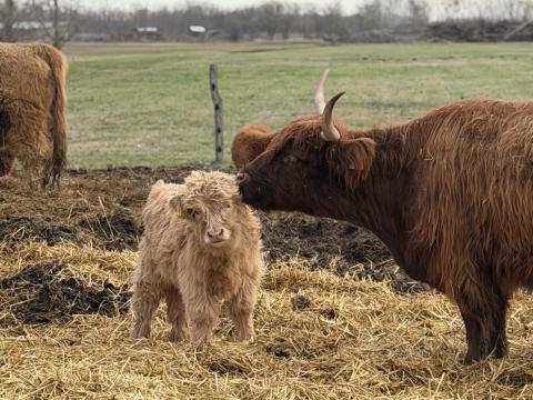 Skót felföldi üsző borjú eladó Skót felföldi üsző borjú eladó