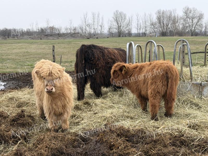 Skót felföldi üsző és bikaborjú eladó