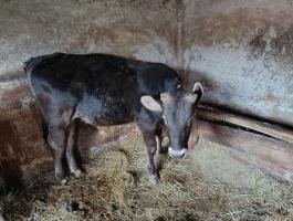 Holstein bika borjú eladó