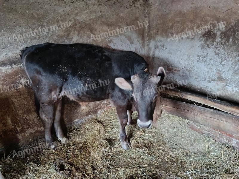 Holstein bika borjú eladó